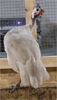 Pair-Buff Dondette Guinea Fowl- 2023 hatch