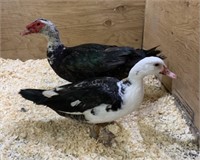 Pair-Muscovy Ducks-2023 hatch