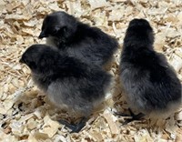 3 Unsexed-Svart Hona Chicks-05/20/2024