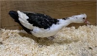 Hen-Muscovy Duck- 2023 hatch