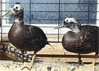 2 Drakes-Laysan Teal Ducks