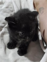 Female-Domestic Kitten-Torti-8 weeks at pickup