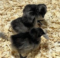 3 Unsexed-Svart Hona Chicks-05/20/2024