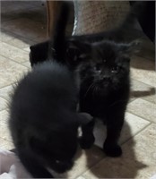 Female-Domestic Kitten-Black-8 weeks at pickup