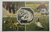 Vintage PPC Postcard Wild Game Of The West!