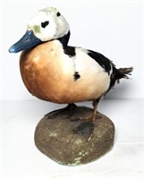 Taxidermy Duck on Foam Base