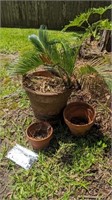 TERRA COTTA PLANTER WITH PLANT