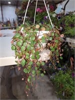 Small Hanging Basket