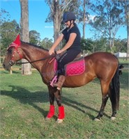 "Buttons" 2009 QH Mare
