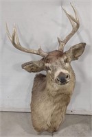 (AR) Taxidermy Deer Wall Mount (8-Points) 35"