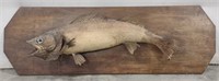 (AR) Taxidermy Walleye Fish Wall Mount (25")