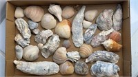 Sea Shell Assortment