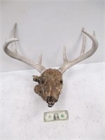 Buck Deer Rack w/ Head - 22" Width