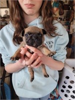 FRENCH BULLDOG PUPPY OF EUROPEAN DECENT, AKC LINES