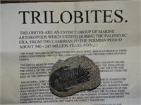 Trilobite