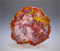 Arizona Rainbow Petrified Wood Slab