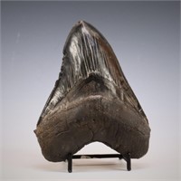 Massive Savannah River Fossilized Megalodon Tooth