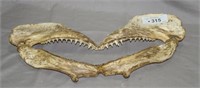 Fish / Shark Jaw & Teeth (Wall Hanging) 16"