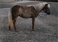 Bella; Chocolate Dapple Mare Pony