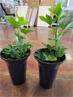 2 PC LIVE PLANT