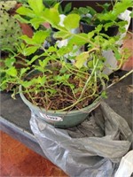 MINT PLANT IN PLANTER