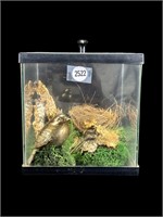 Small Display Box w/ Bird Figure