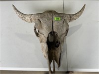 Buffalo Bull Skull