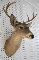 Old Whitetail 8 Point Buck Trophy Mount