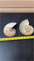 All natural tiger striped nautilus shell with