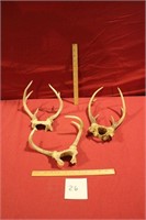 3 Sets of Unmounted Deer Antlers