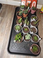 Lot of Plants
