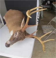 8-point deer shoulder mount