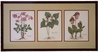 Signed Botanical Prints