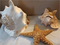 XLarge, Large Sea Shells/and Starfish