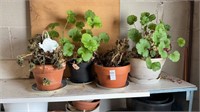 4 geranium potted plants