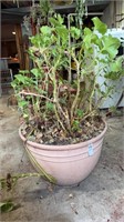 Geranium potted plant