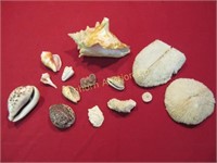 Sea Shells-Various Sizes & Styles 14pc lot