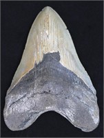 5.30" Megalodon Shark Tooth Fossil