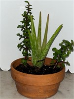 Live succulents in ceramic planter 11”Tall