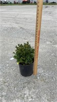 Green Velvet Boxwood (Lot of a Plant)