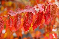 FLAME  AMUR MAPLE TREES