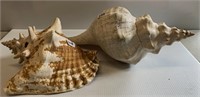 2 Large Sea Shells (see photo)(NO SHIPPING)