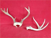 Deer Antler Lot