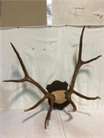 European Elk Antler Mount