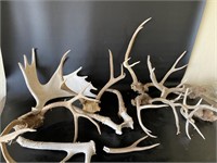 Misc Antlers