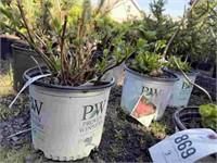 (3) Assorted Mophead Hydrangea - 3 gallon