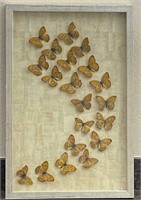 Framed Mounted Butterflies