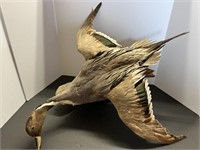 Pintail Duck Mount