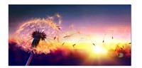 Designart - Dandelion at Sunset Freedom to Wish -