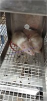 2 Small Rats